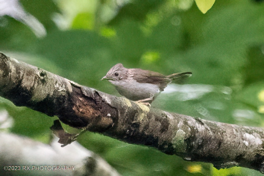 Indochinese Yuhina - ML642800374
