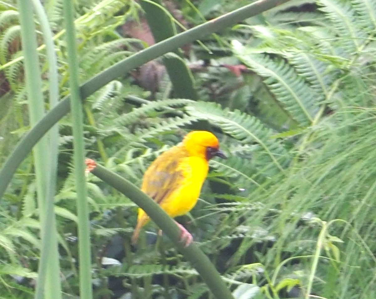 Northern Brown-throated Weaver - ML642800375