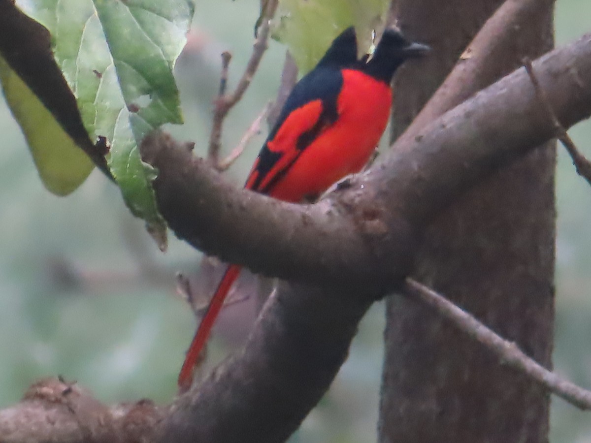Scarlet Minivet - ML642800376