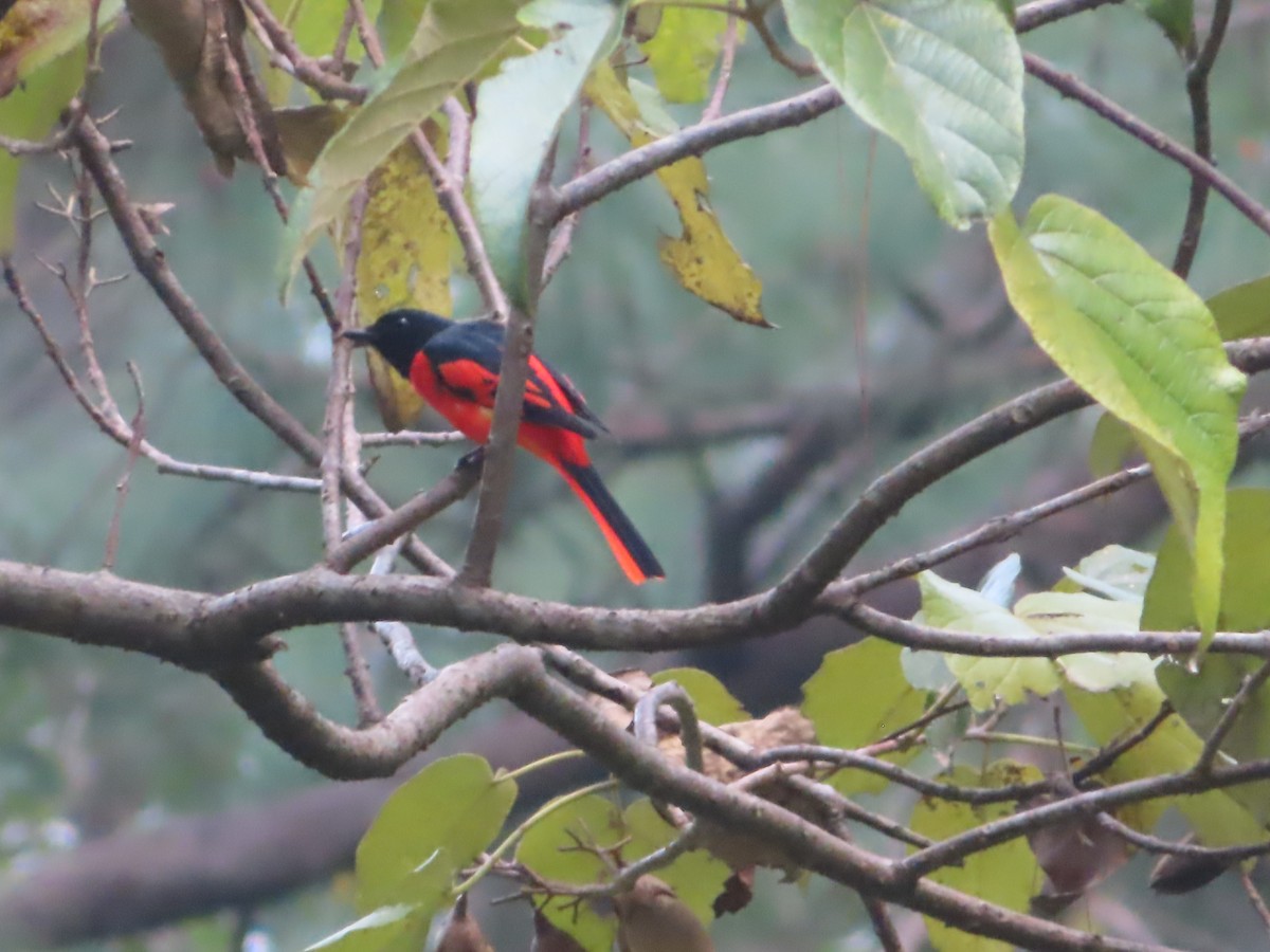 Scarlet Minivet - ML642800377