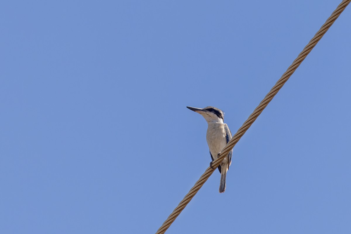 Red-backed Kingfisher - ML642800379