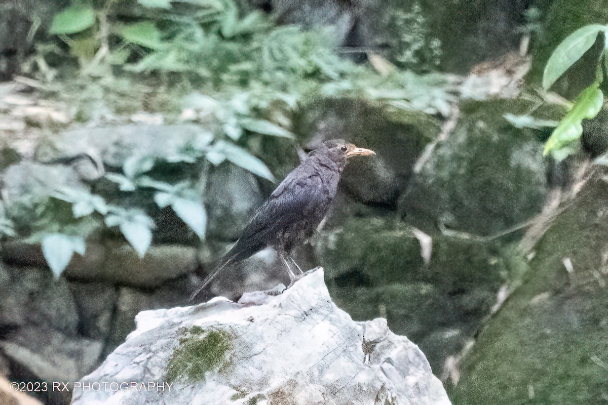 Chinese Blackbird - ML642800391