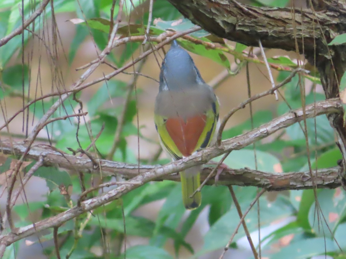 White-browed Shrike-Babbler - ML642800393