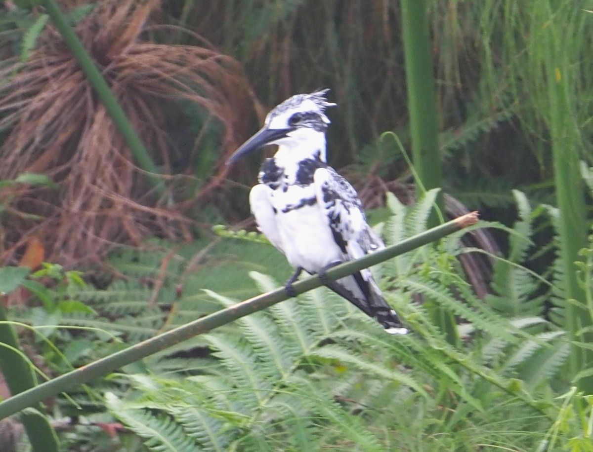 Pied Kingfisher - ML642800394