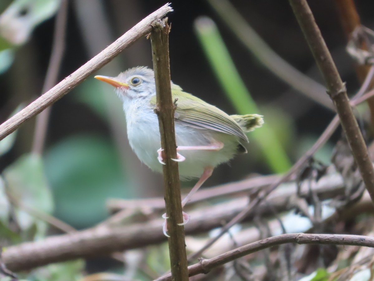 Common Tailorbird - ML642800401
