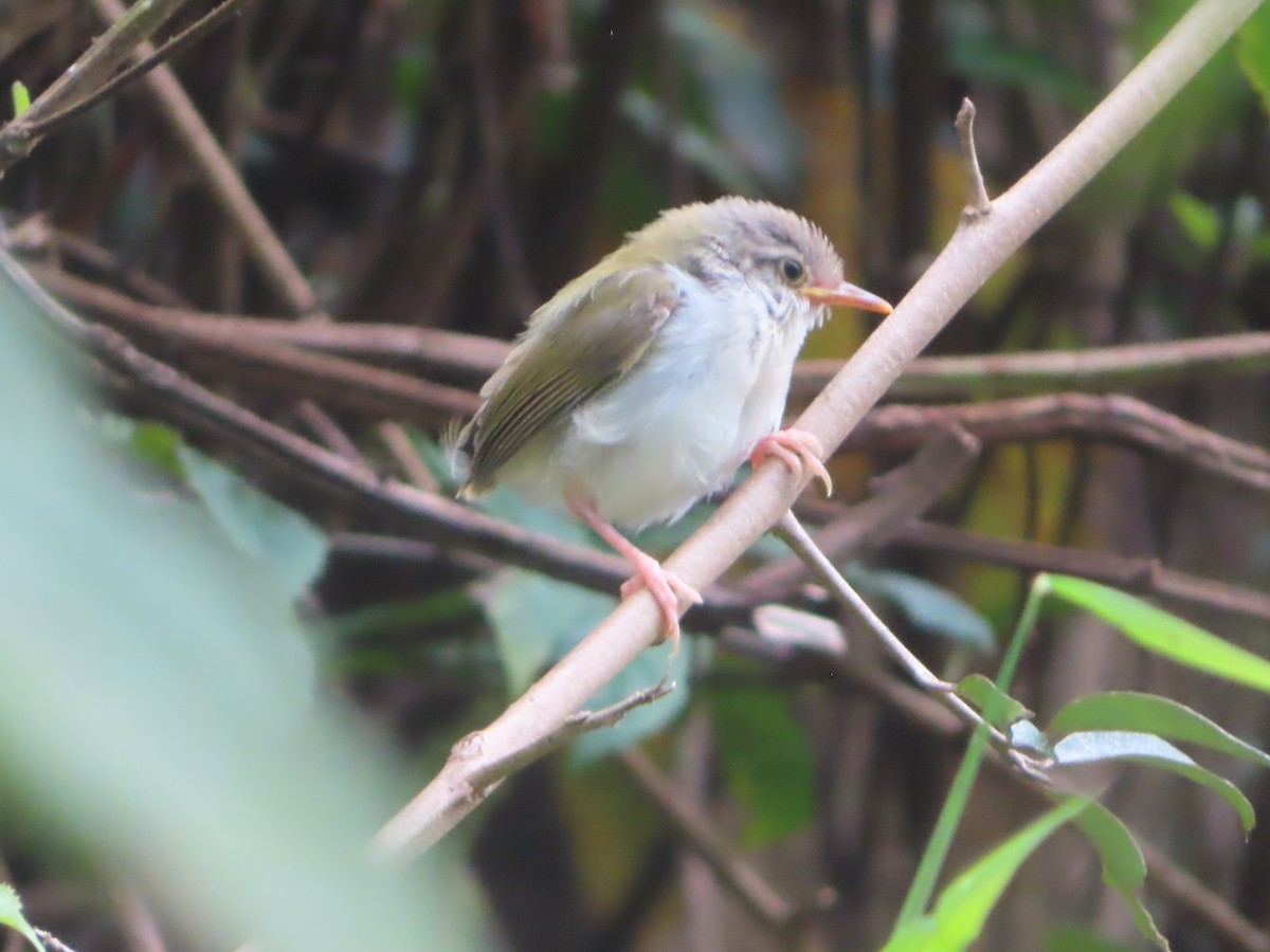 Common Tailorbird - ML642800402