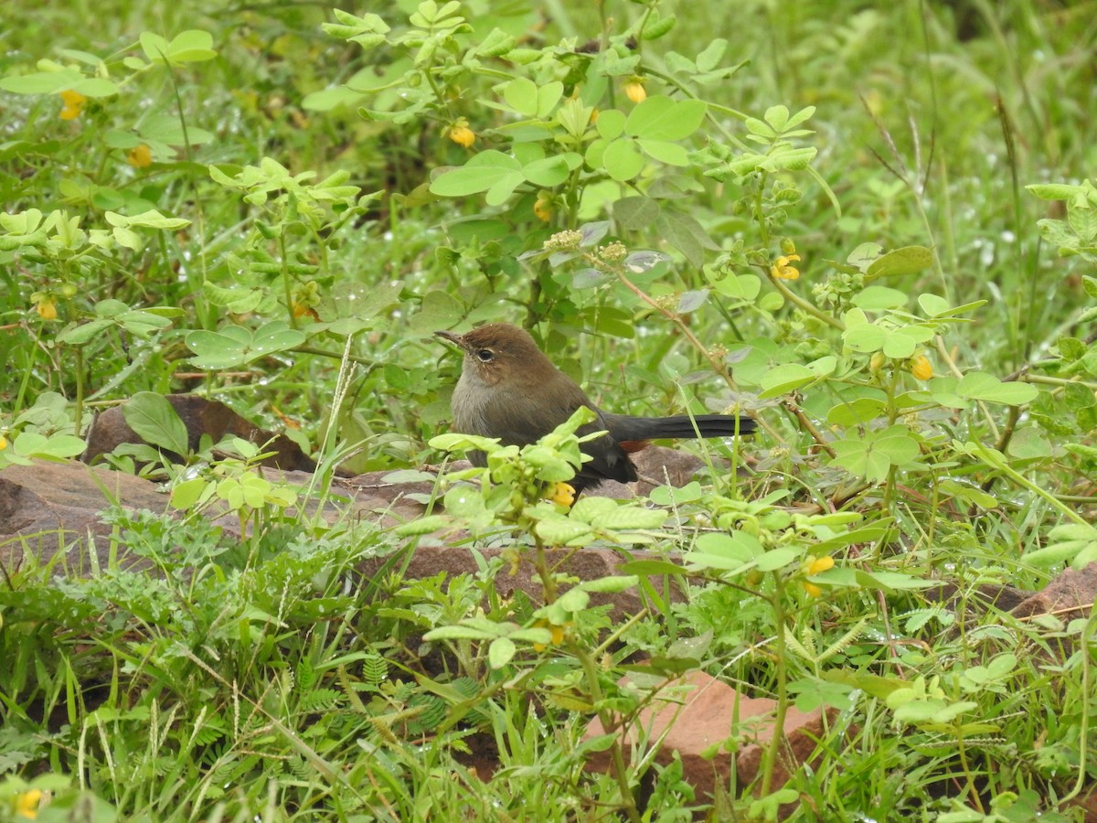Indian Robin - ML642800405