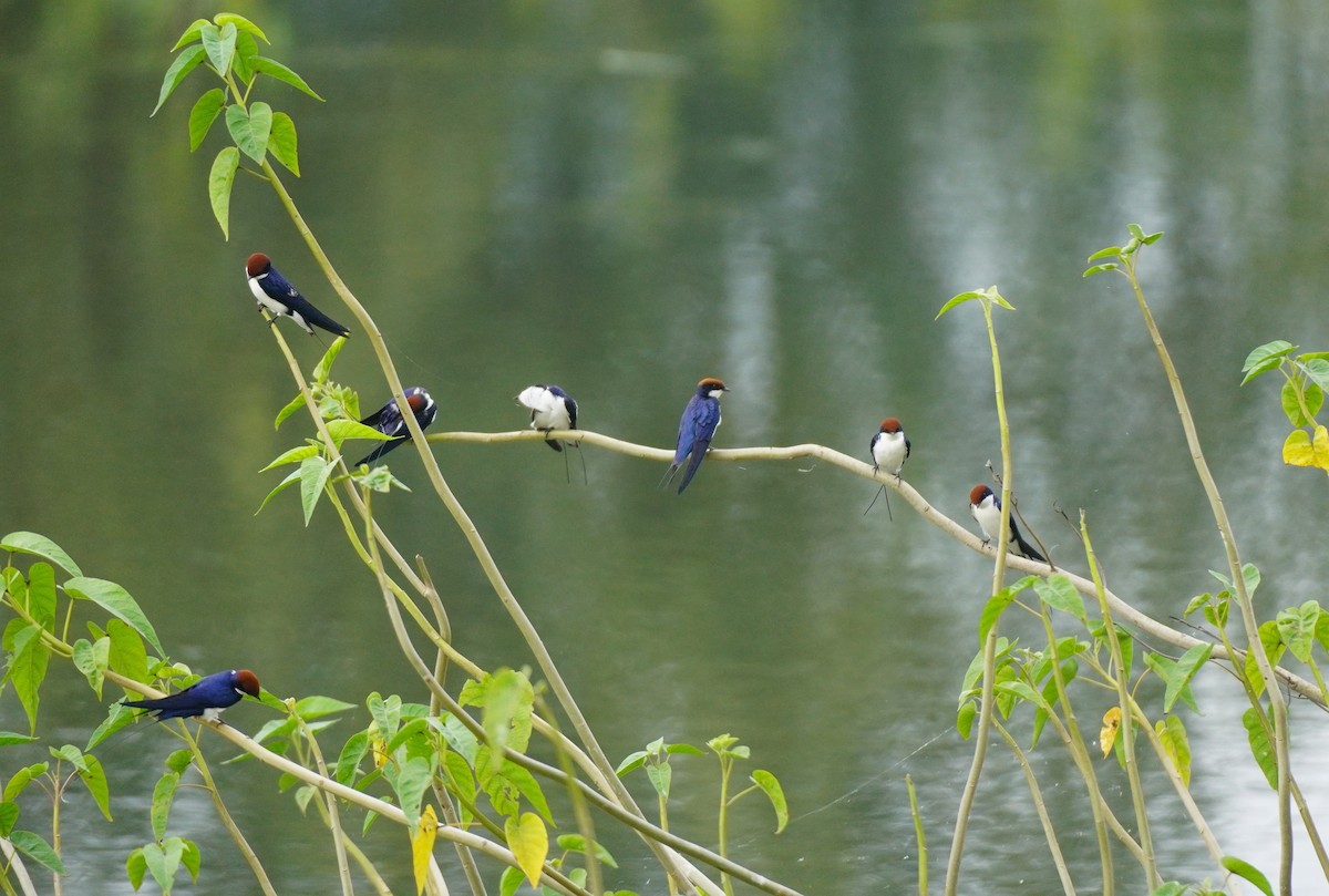 Wire-tailed Swallow - ML642800406
