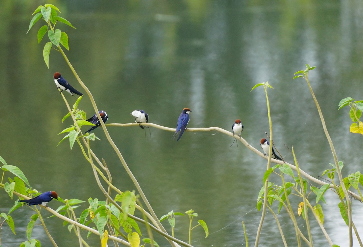 Wire-tailed Swallow - ML642800407