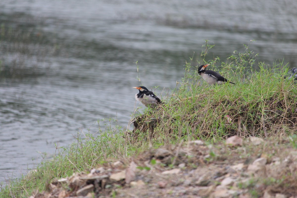 Indian Pied Starling - ML642800412