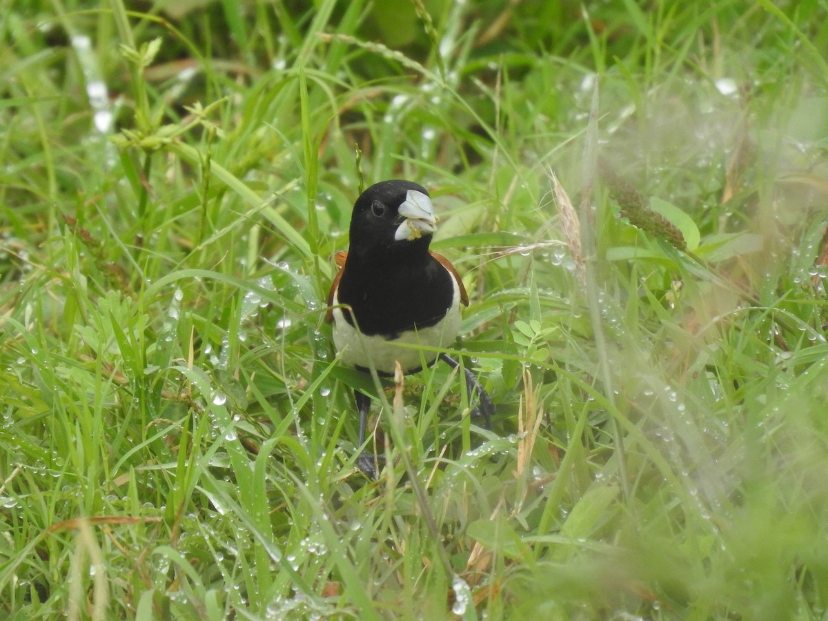 Tricolored Munia - ML642800414