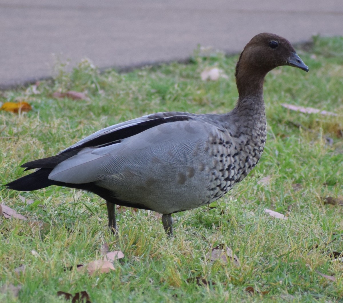 Maned Duck - ML642800418