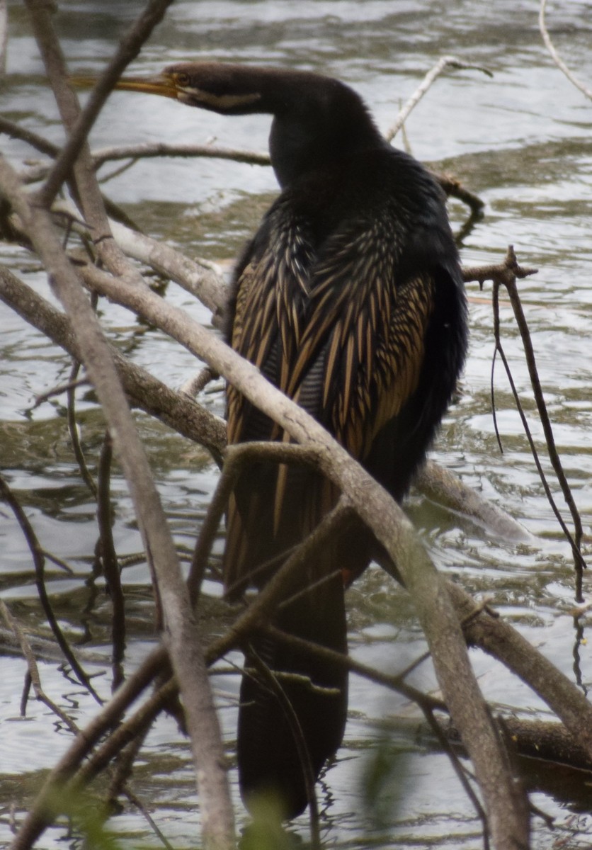 Australasian Darter - ML642800420