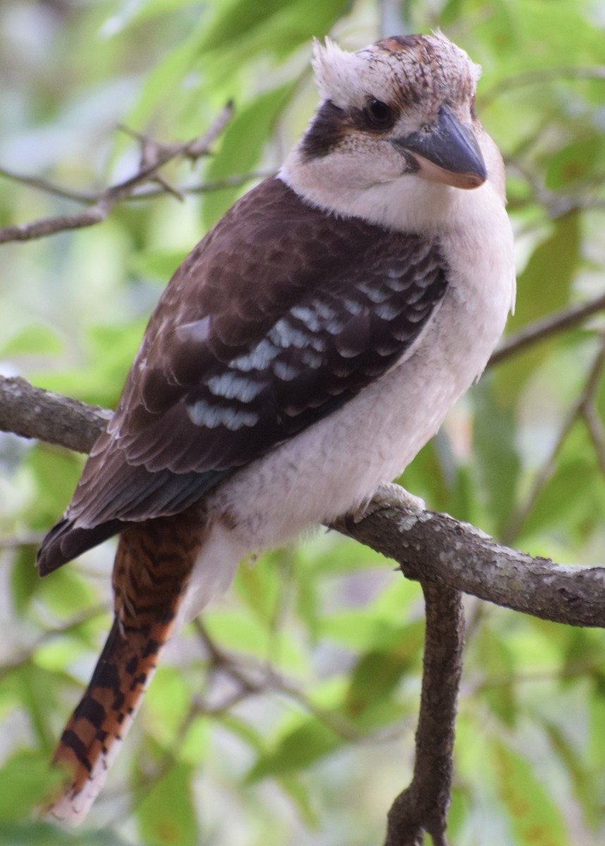 Laughing Kookaburra - ML642800423