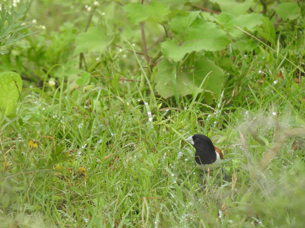 Tricolored Munia - ML642800426