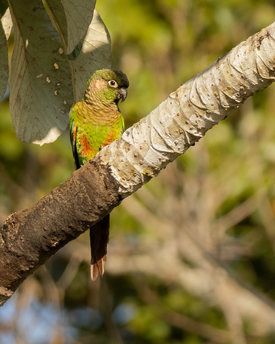 Blaze-winged Parakeet - ML642800430