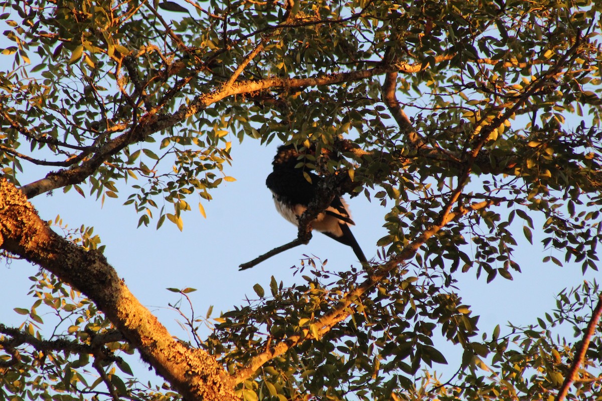 Trumpeter Hornbill - ML642800433