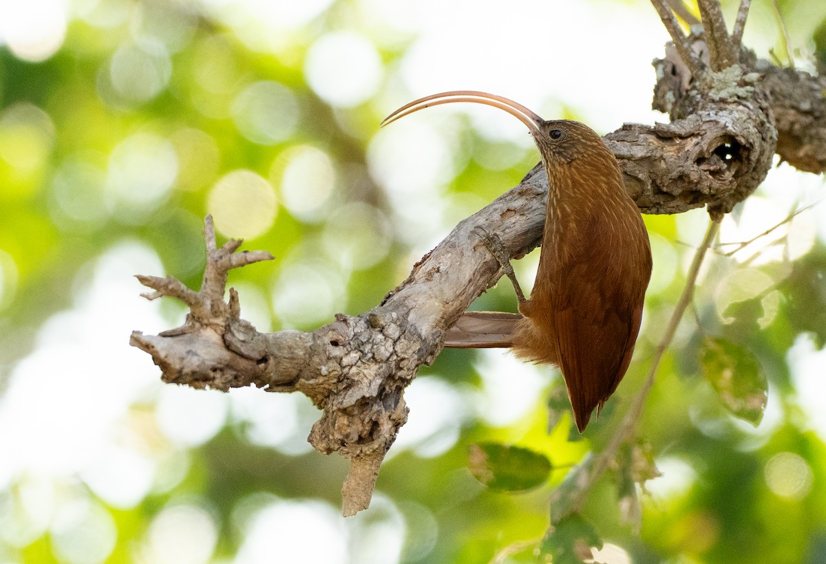 Red-billed Scythebill - ML642800434