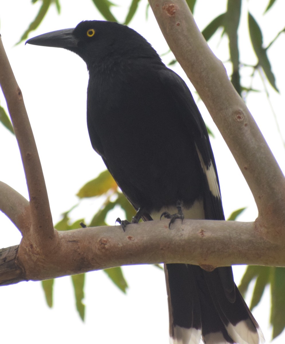 Pied Currawong - ML642800437