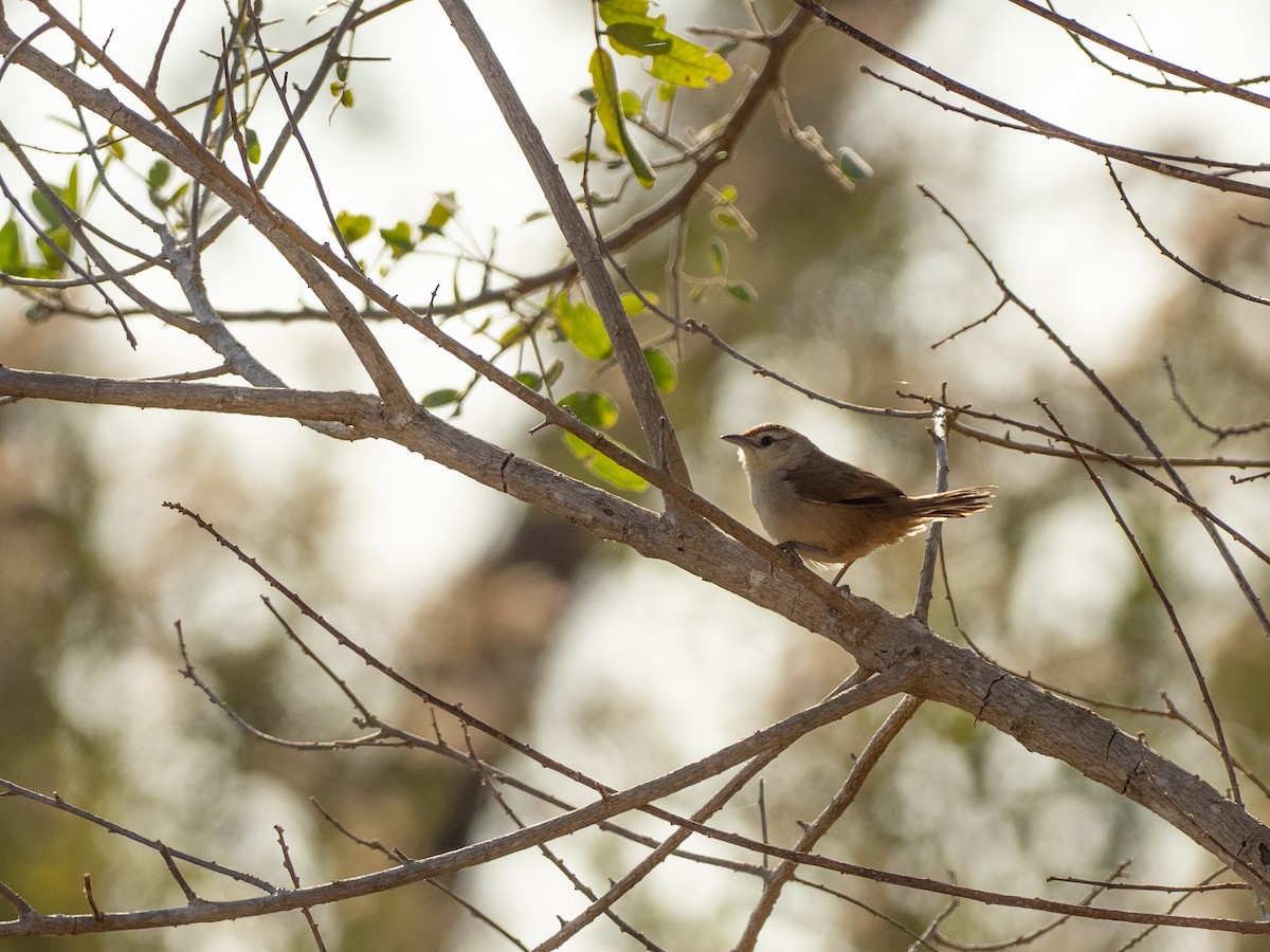 Rufous-fronted Thornbird - ML642800438