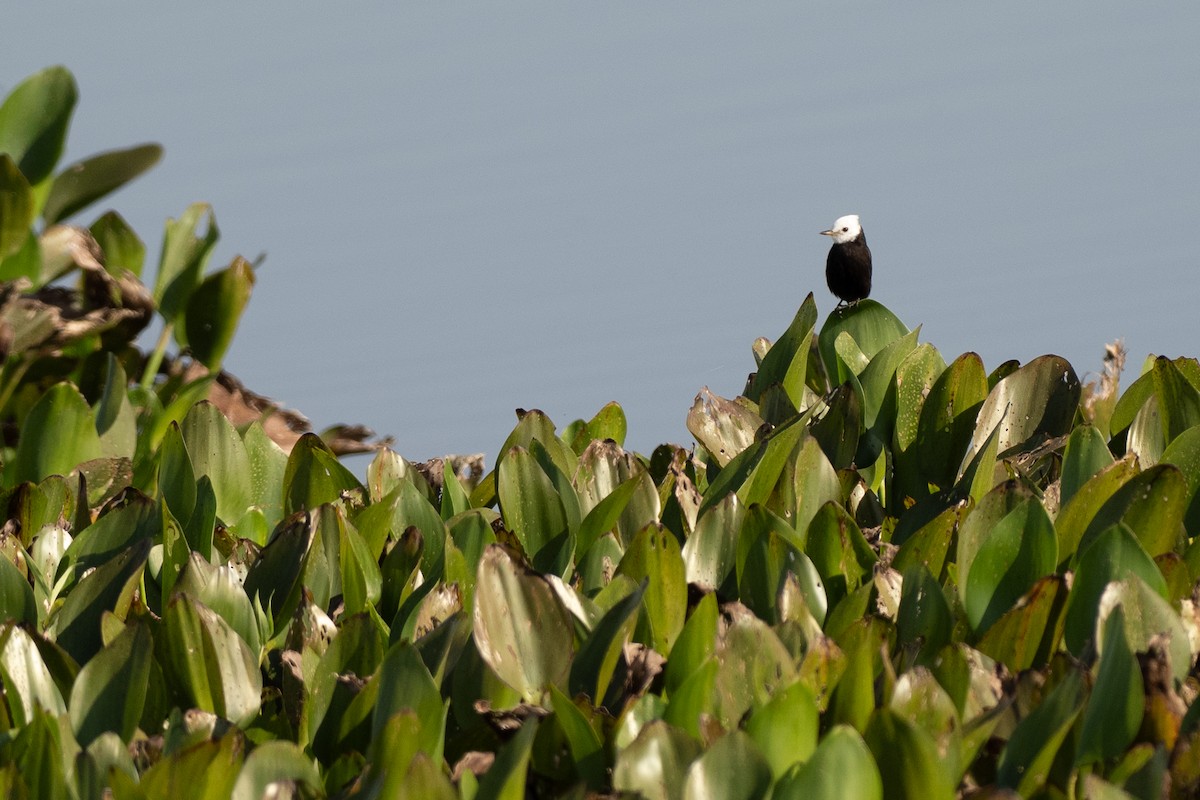 White-headed Marsh Tyrant - ML642800441