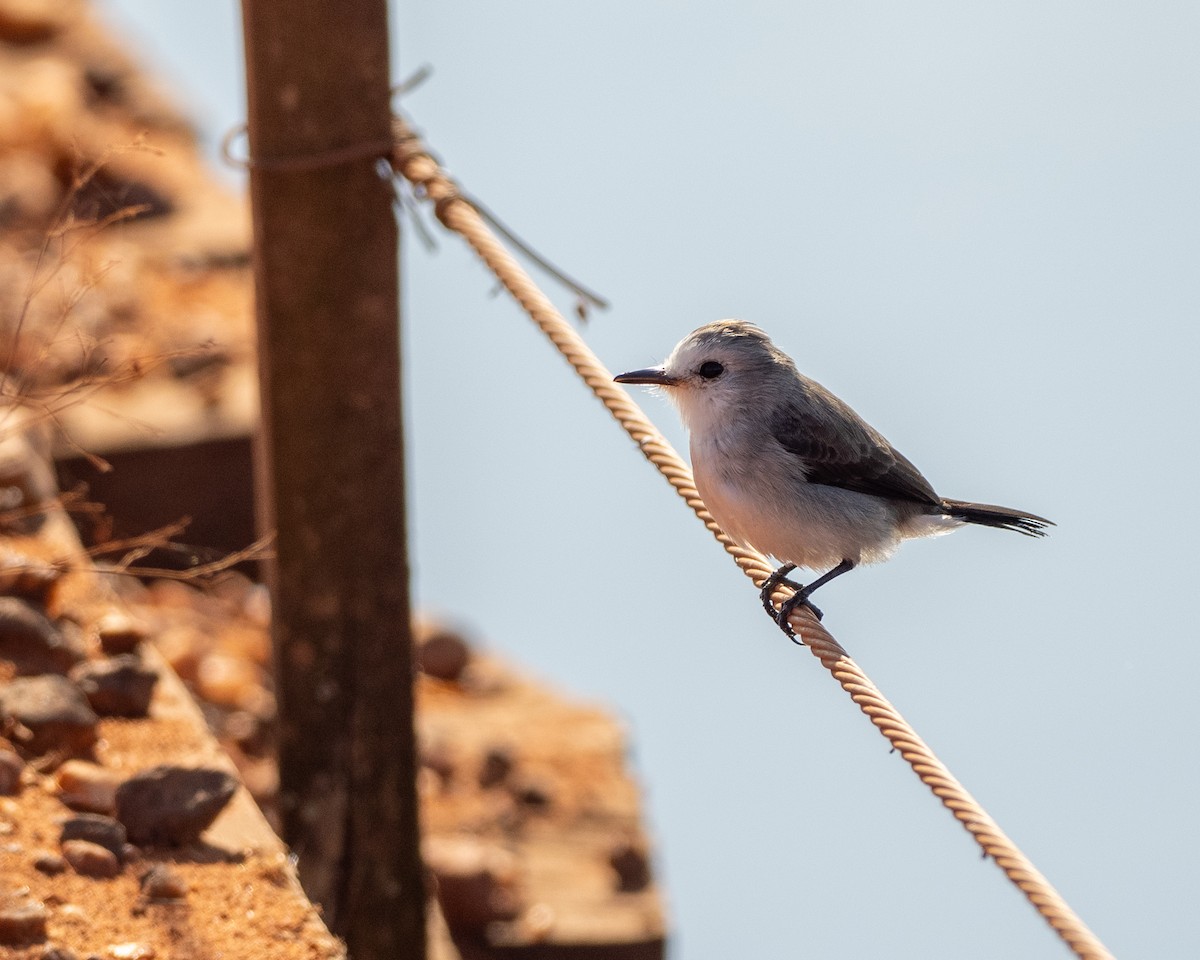 White-headed Marsh Tyrant - ML642800442