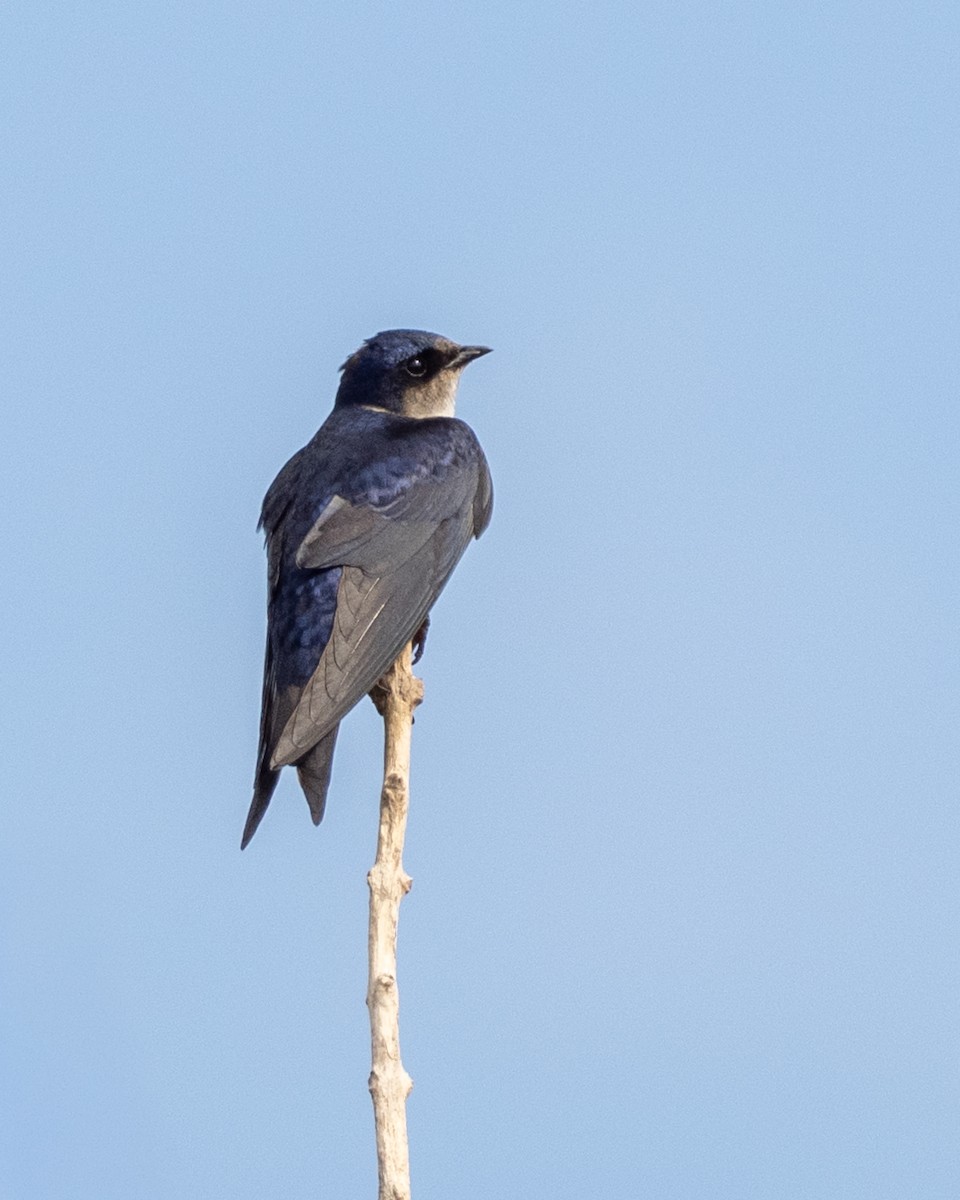 Gray-breasted Martin - ML642800443