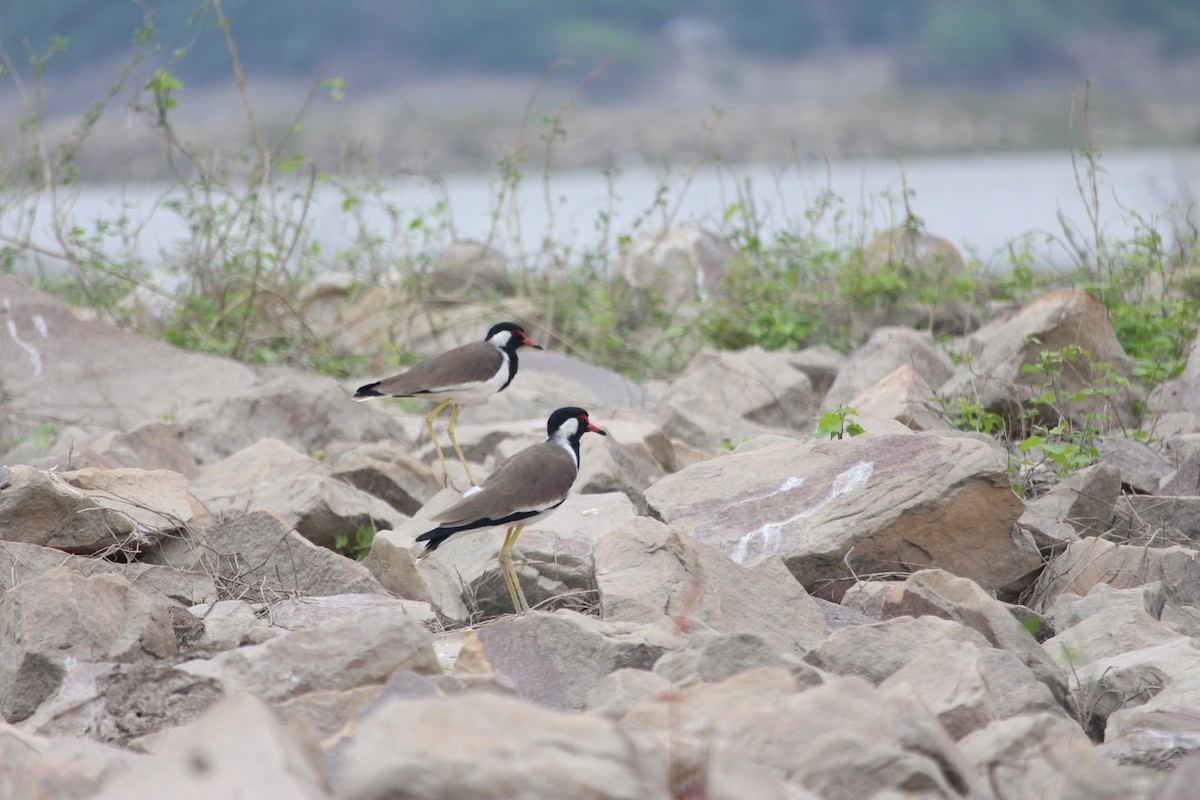 Red-wattled Lapwing - ML642800454