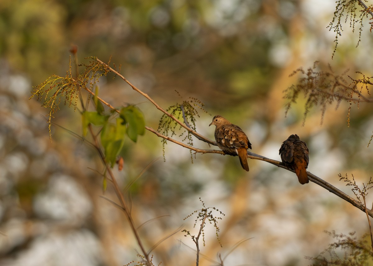Ruddy Ground Dove - ML642800456