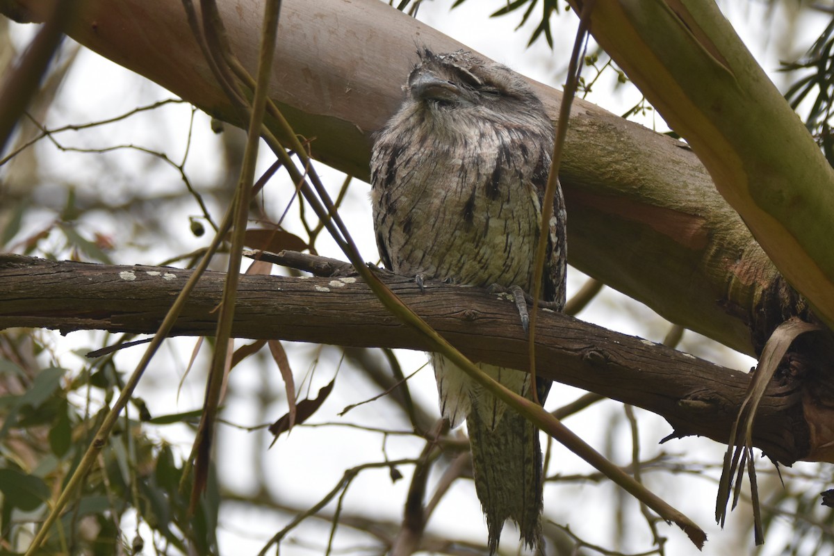 Tawny Frogmouth - ML642800462
