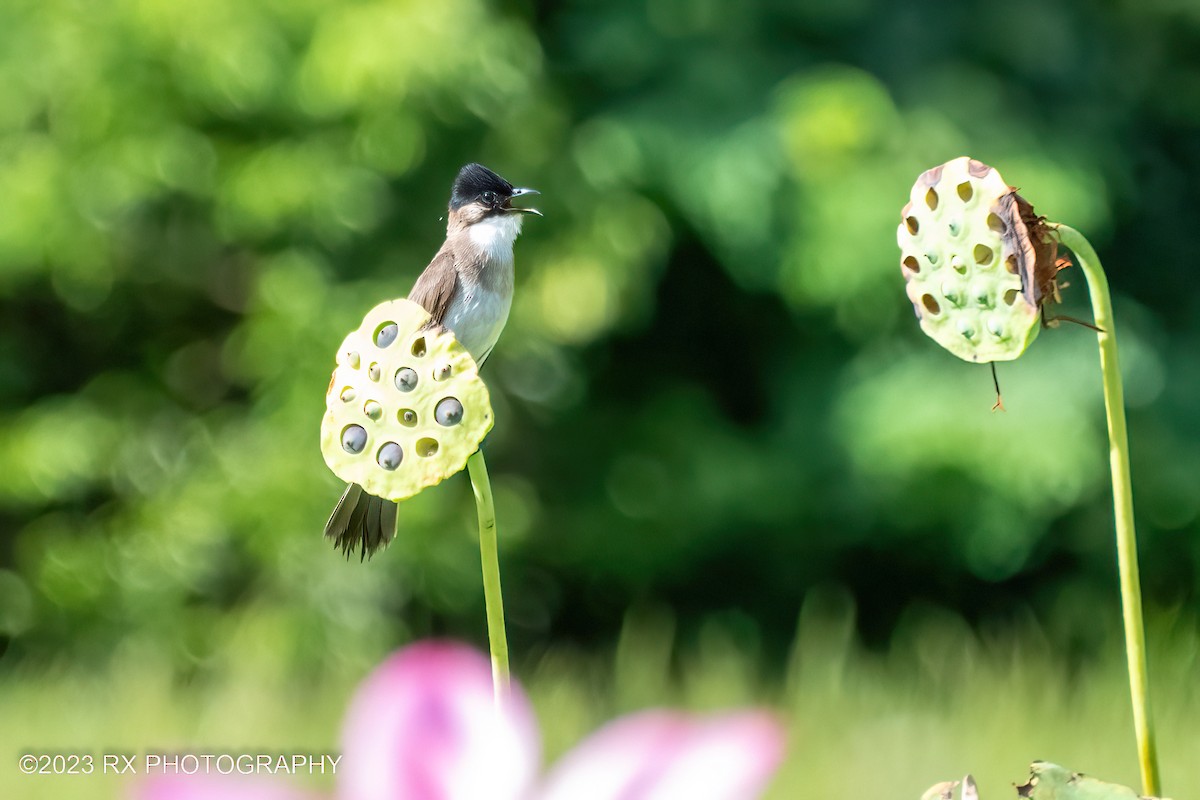 Brown-breasted Bulbul - ML642800466