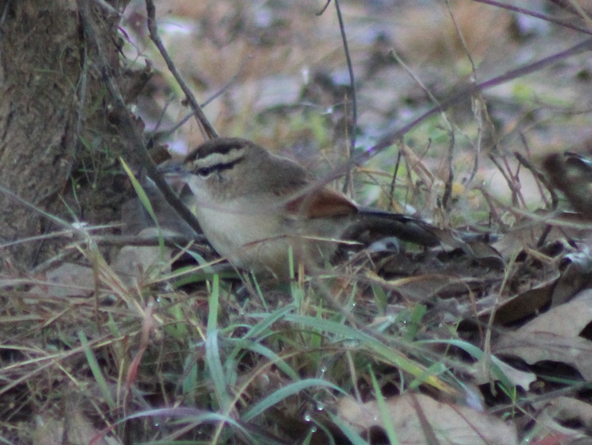 Brown-crowned Tchagra - ML642800469