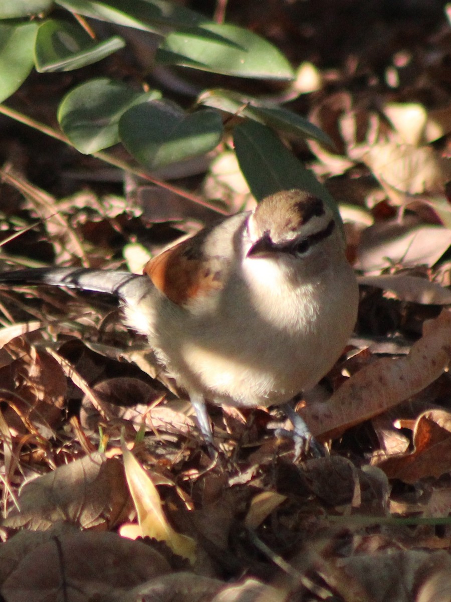 Brown-crowned Tchagra - ML642800470