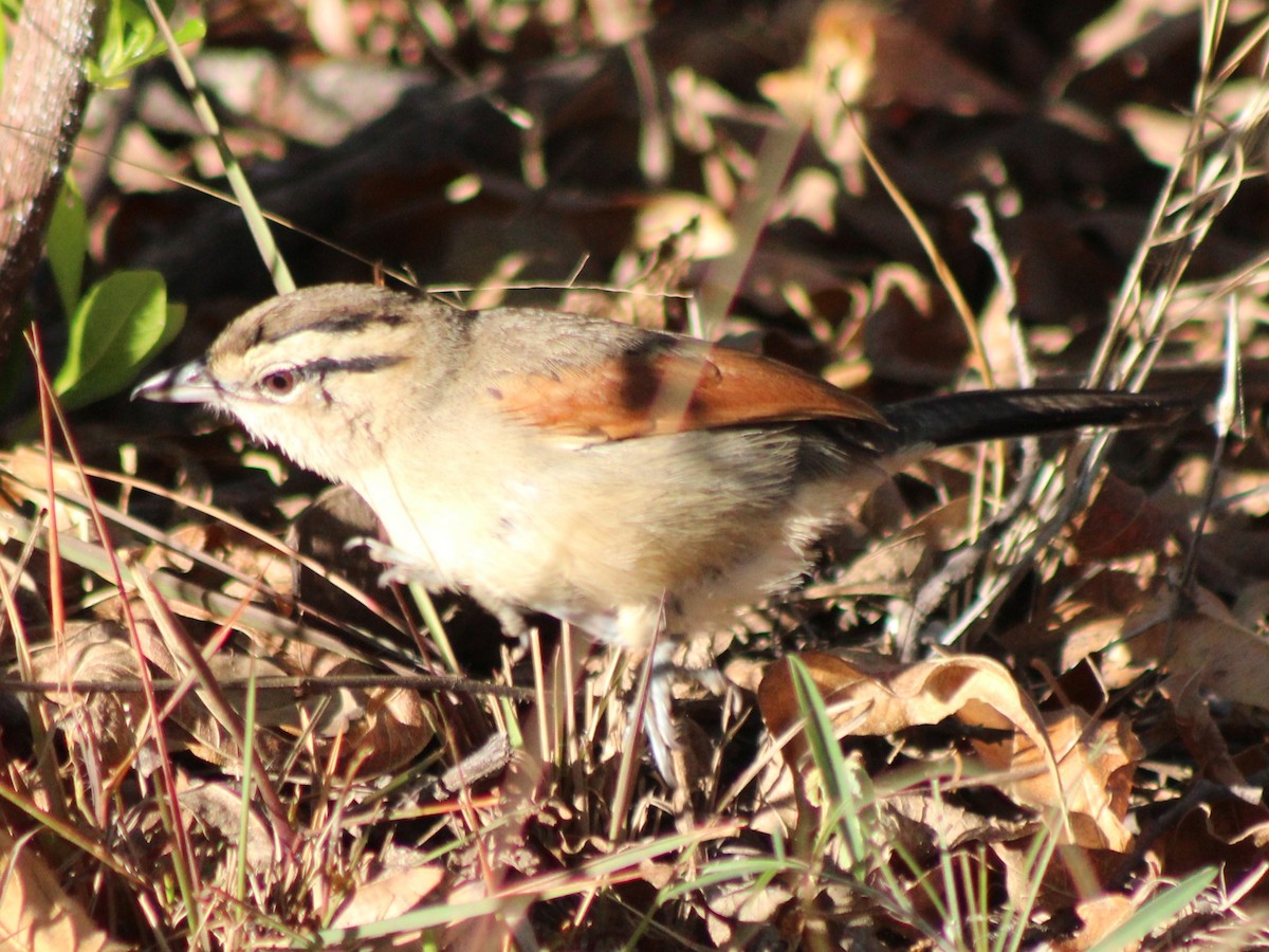 Brown-crowned Tchagra - ML642800471