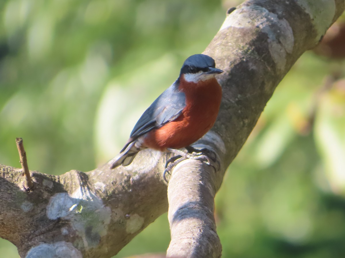 Chestnut-bellied Nuthatch - ML642800482