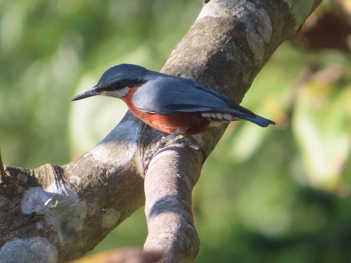 Chestnut-bellied Nuthatch - ML642800483