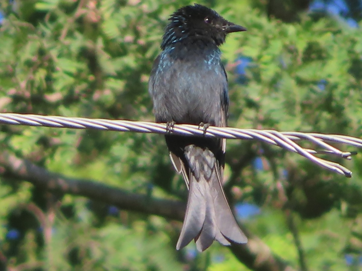 Bronzed Drongo - ML642800492