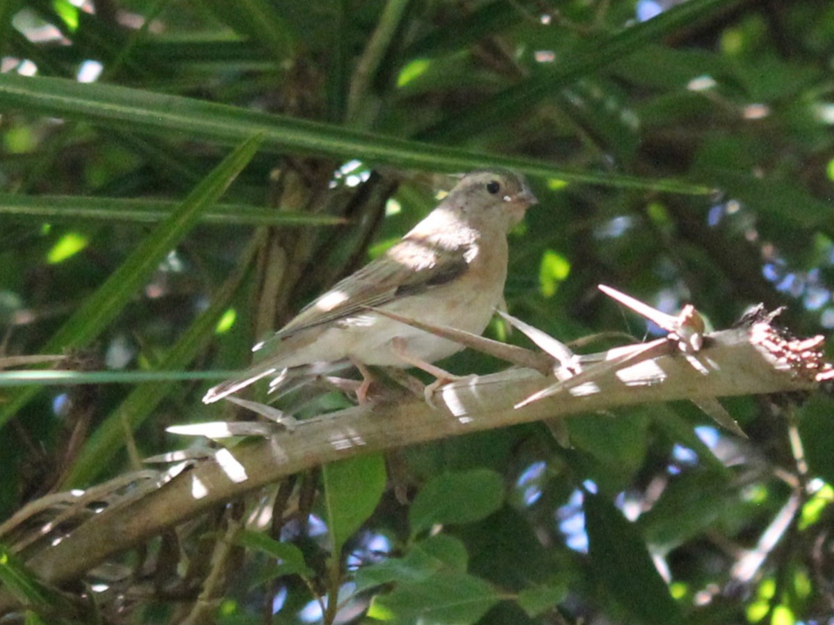 Yellow-throated Bush Sparrow - ML642800494