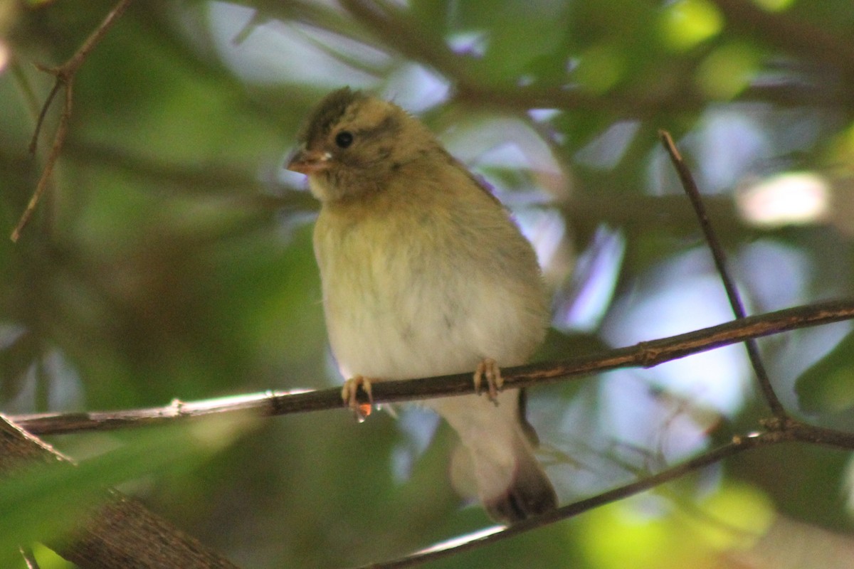Yellow-throated Bush Sparrow - ML642800495