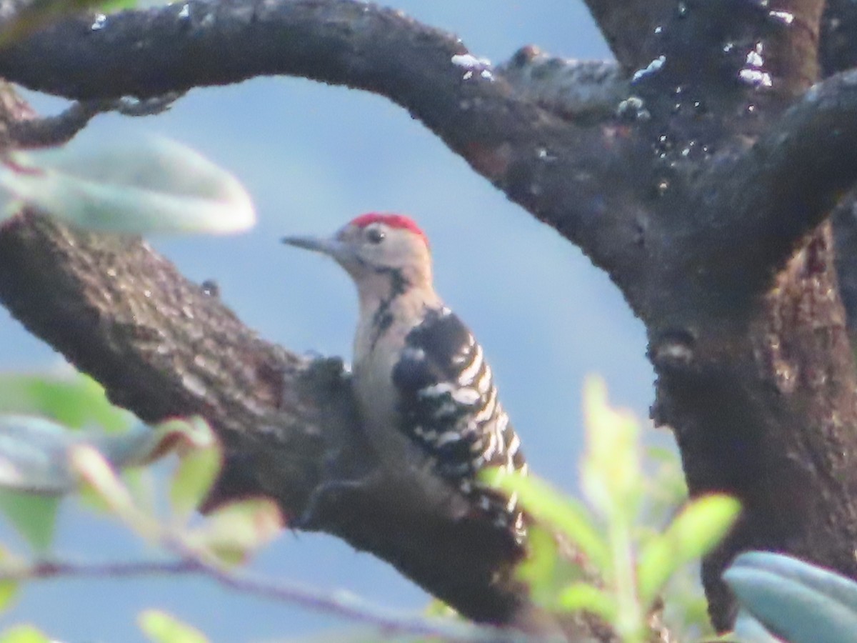 Fulvous-breasted Woodpecker - ML642800496