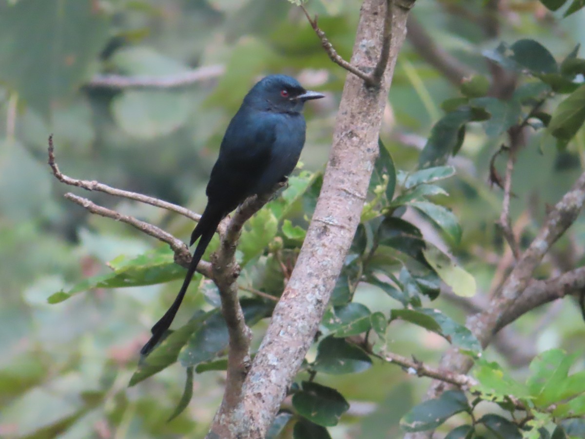 Ashy Drongo - ML642800506