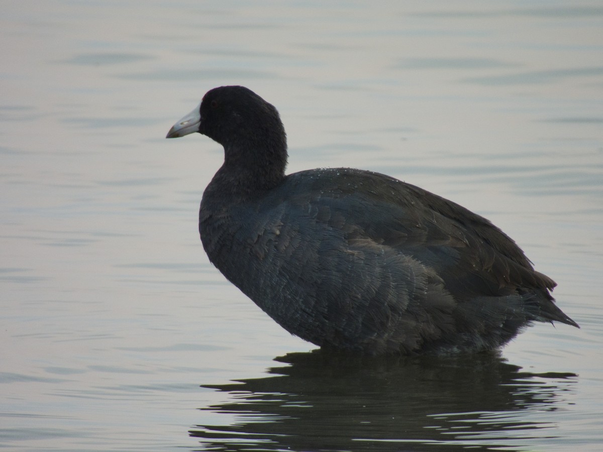 American Coot - ML642800507