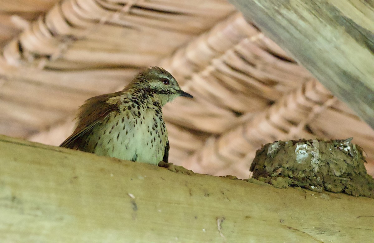 Spotted Morning-Thrush - ML642800520