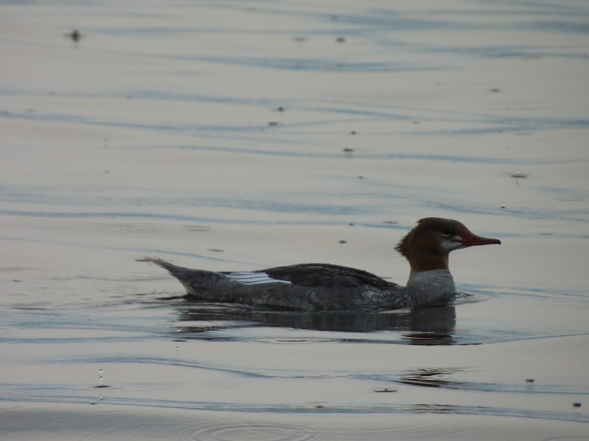 Common Merganser - ML642800525