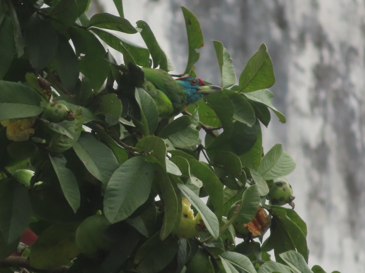 Blue-throated Barbet - ML642800526