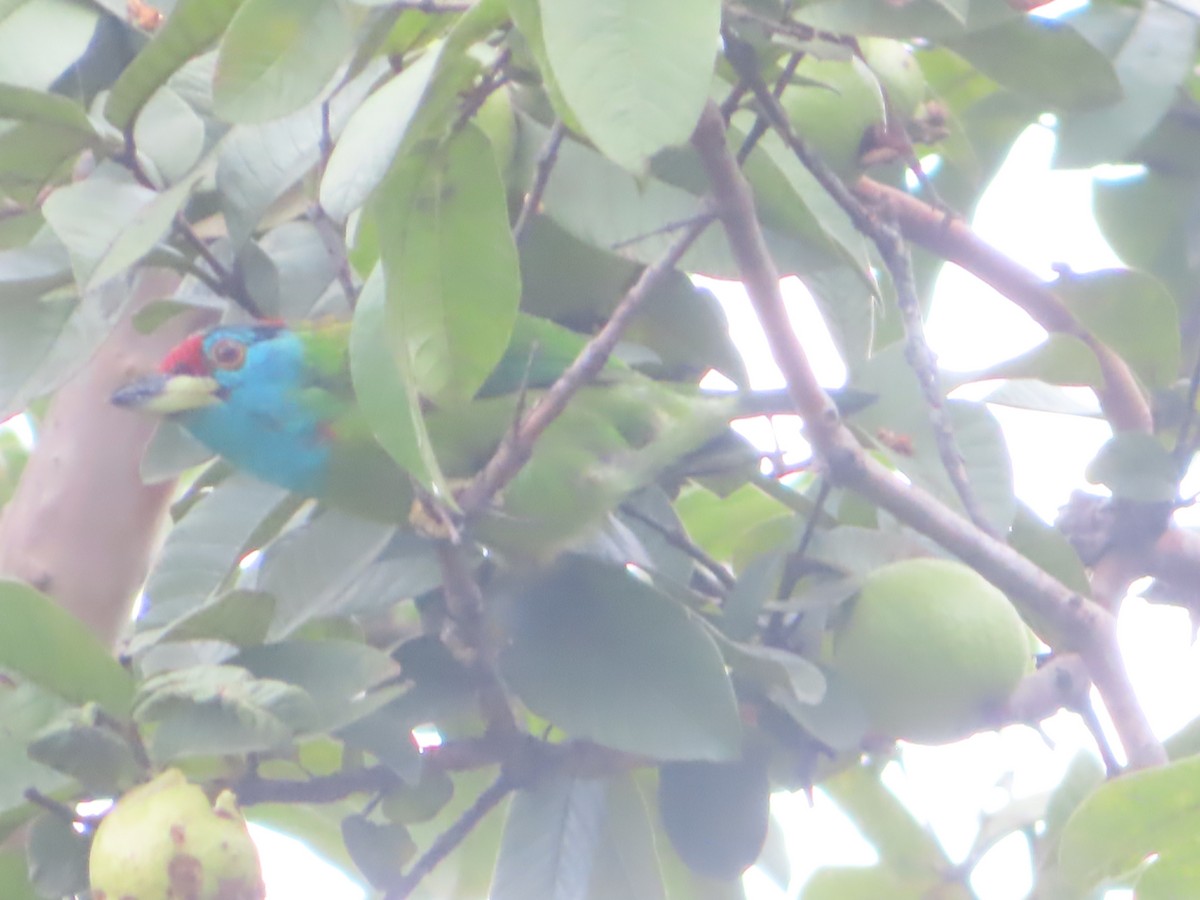 Blue-throated Barbet - ML642800527