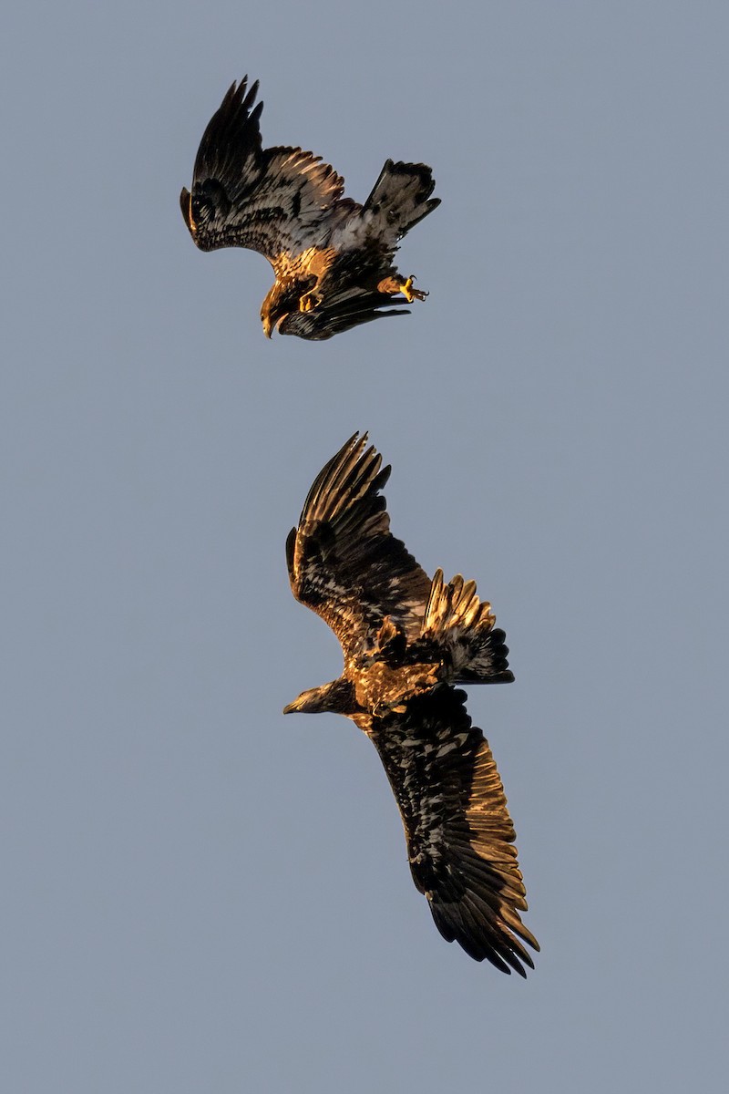 Bald Eagle - ML642800531