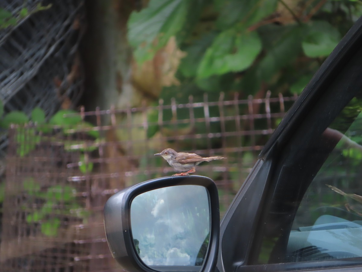 Gray-breasted Prinia - ML642800532