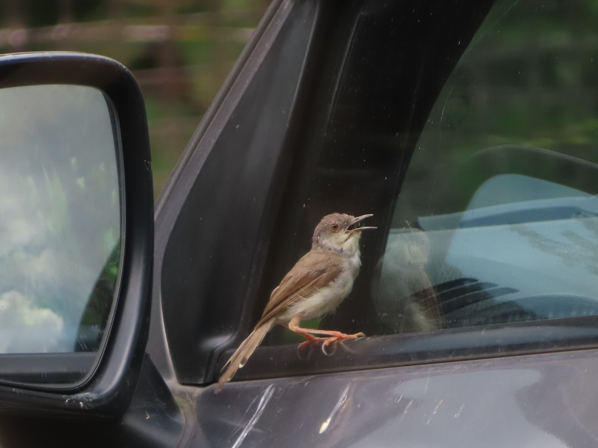 Gray-breasted Prinia - ML642800533