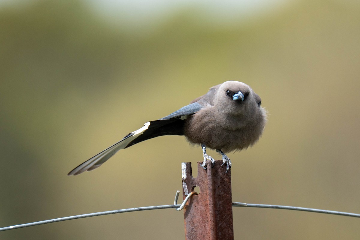 Dusky Woodswallow - ML642800567